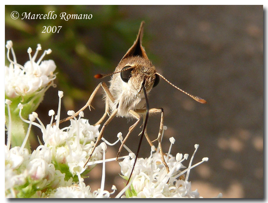 Gegenes nostrodamus, la farfalla delle dune (Hesperiidae)